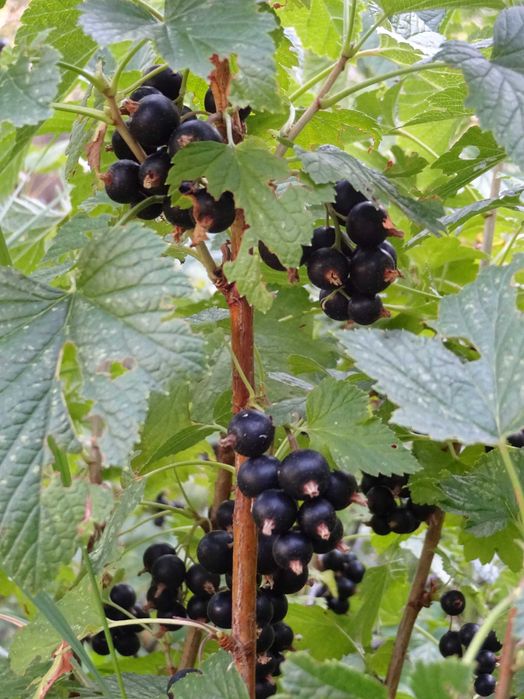 Дачу в горах продам.