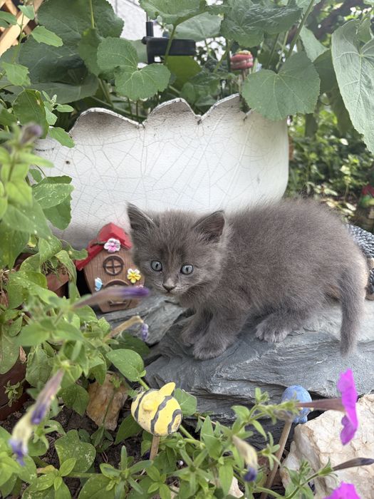 Отдам котят мальчики