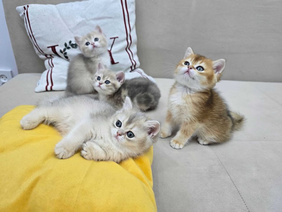 Золотые шиншиллы — 4 котёнка, готовы к переезду
