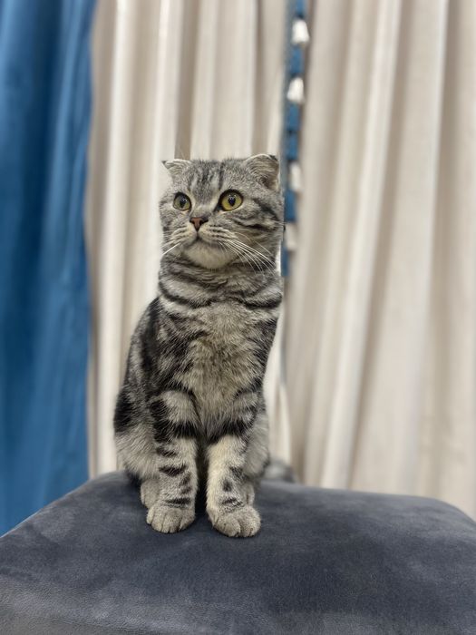 Skottish fold õğil bola kelashamiz