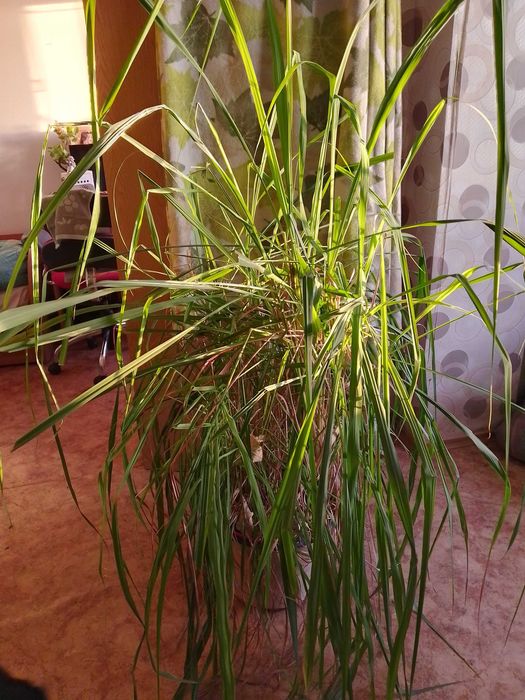 Комнатный лемонграсс