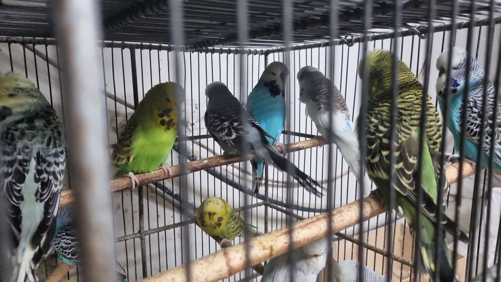 Perusi,Kakariki,rosella,ninfe,cantatori,agapornis,perusi standard,