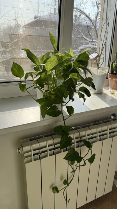 Шикарные эпипремнумы