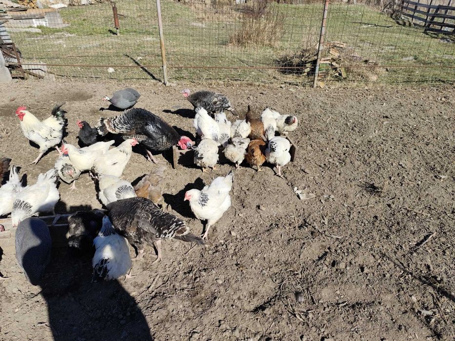 Oua incubat disponibile