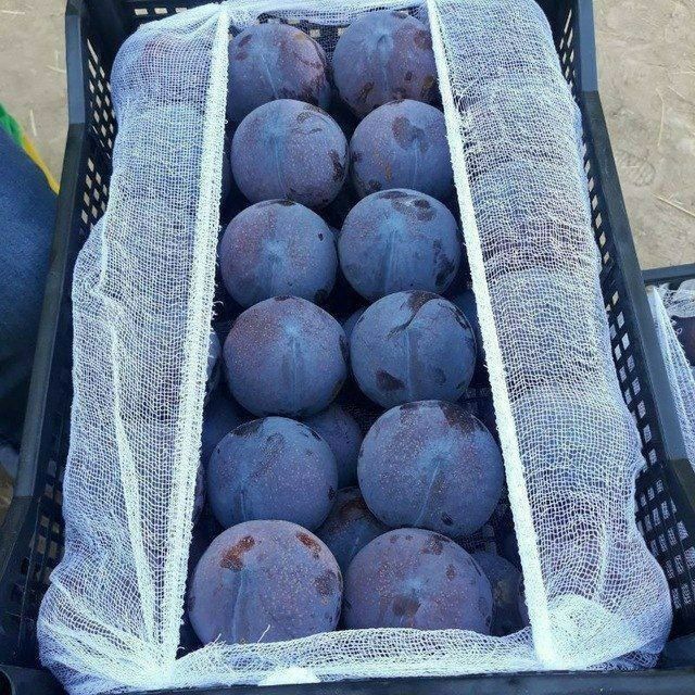 ОЛХУРИ короли блек сплендир испалиниски чорни слив ва бошка сортлари