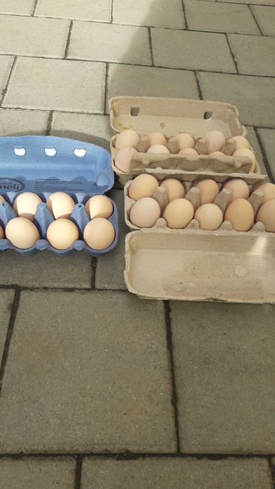 Vând ouă australorp