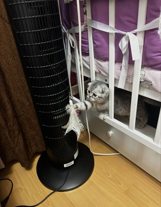 Продам шотландских котят!
