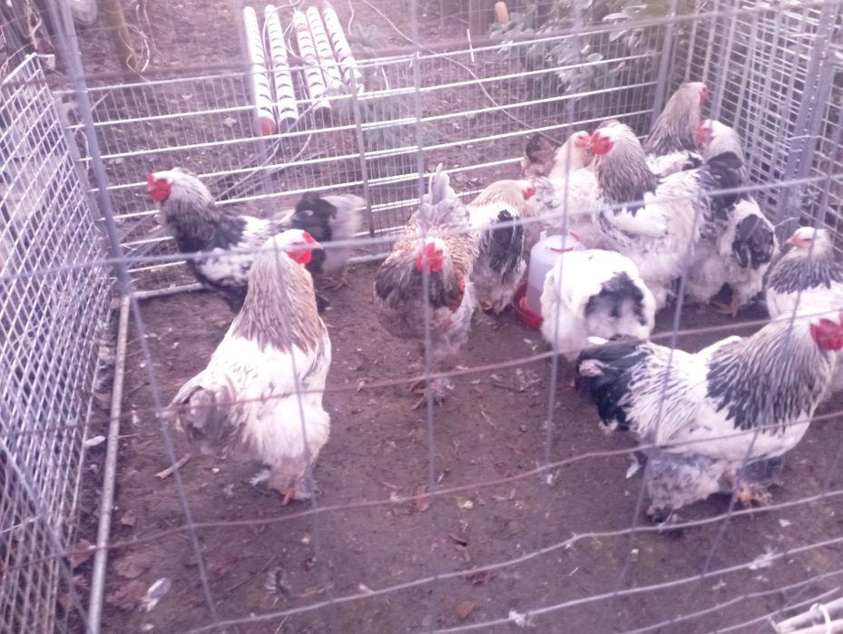 Vând cocoși brahma 2025