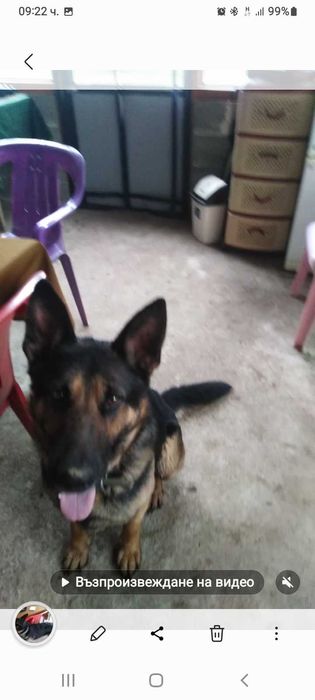 ТЪРСИ СЕ открадната  Немска овчарка