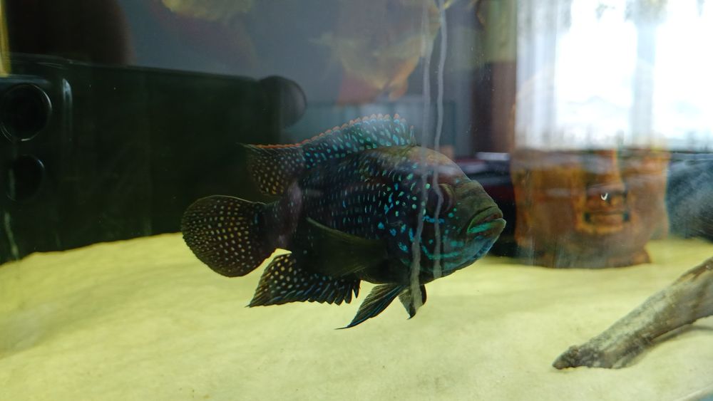 Ciclide caută o noua casa
