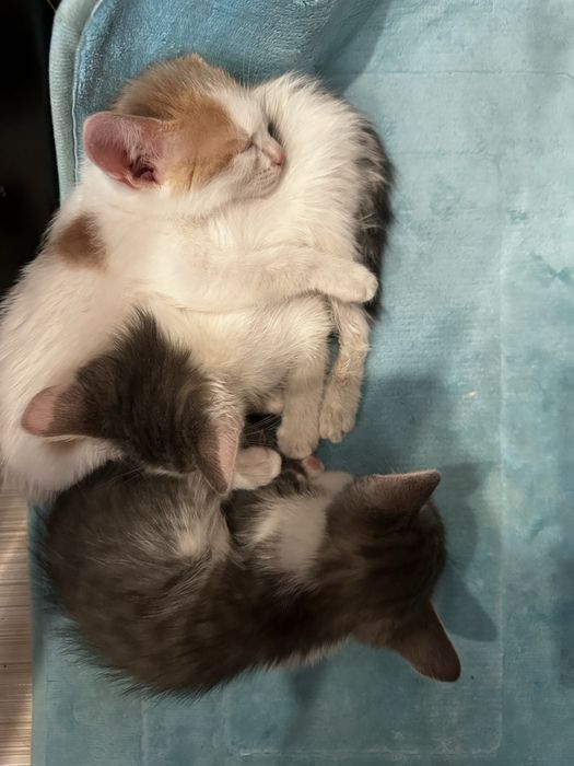 Отдам котят в добрые руки