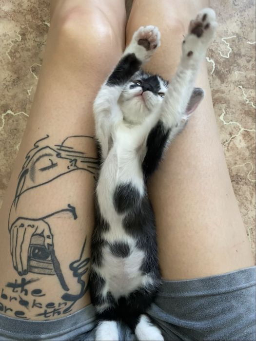 котёнок (кот / он) бесплатно