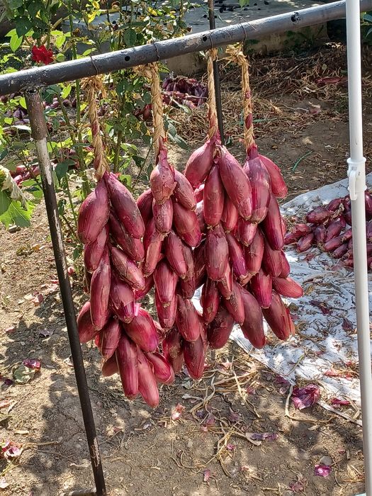 Funii ceapă de buzău