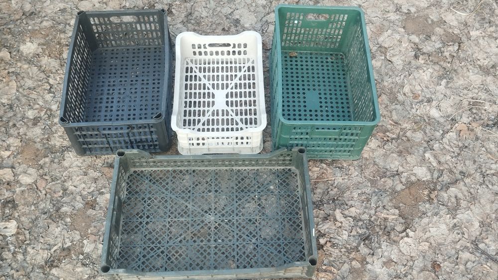 Pamidor yashila har xil razmerla bor