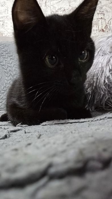 Отдам котенка в хорошие руки