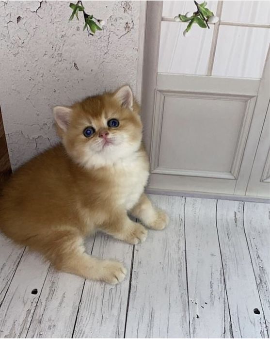 Британцы золотые шиншилловый