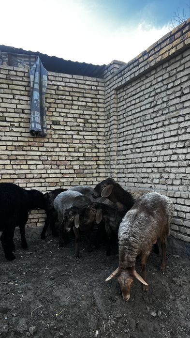 quylar sotiladi 7 moda barrala