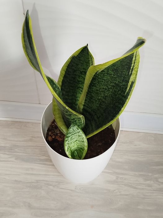 Sansiveriya superba