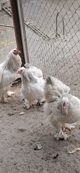 Disponibile găini ouă și puii brachma