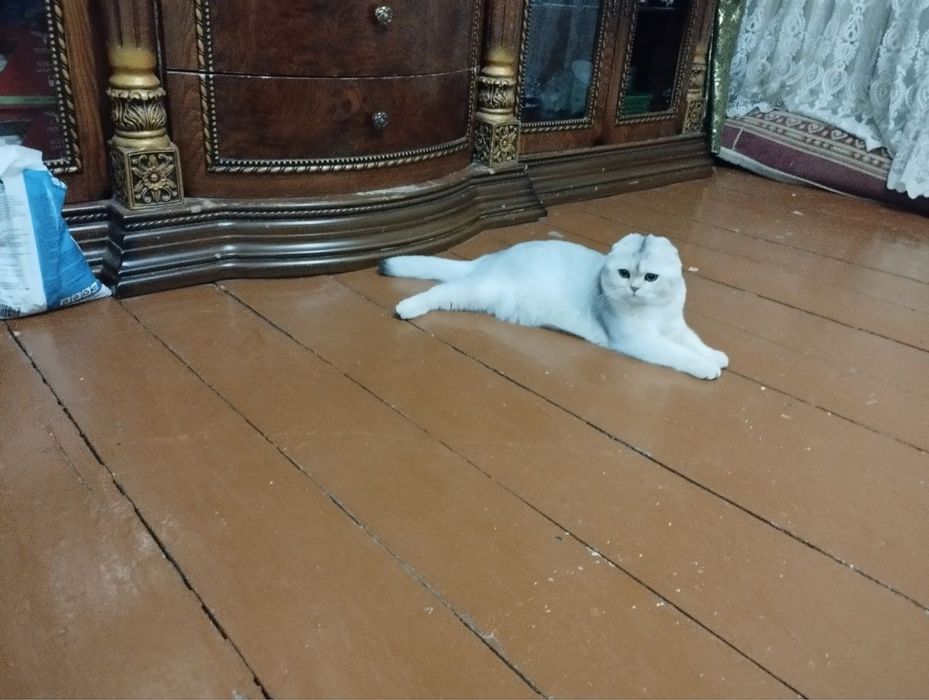 Vyaskaga ns11 serebro fold shinshilla