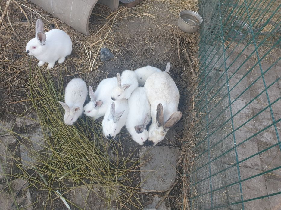 Urias de transilvania pui