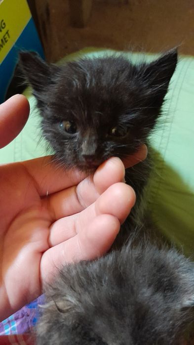 Отдам котят в добрые руки