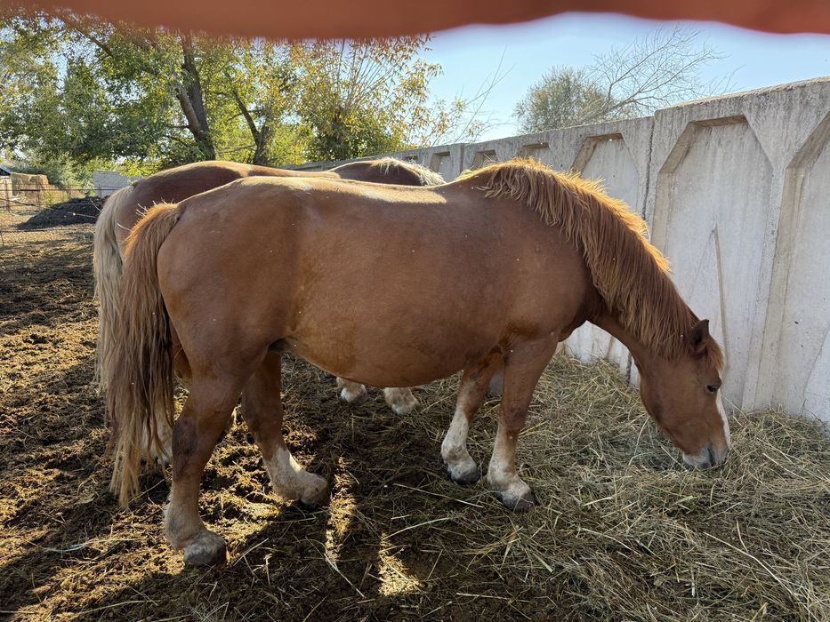 Тяжеловесные лошади