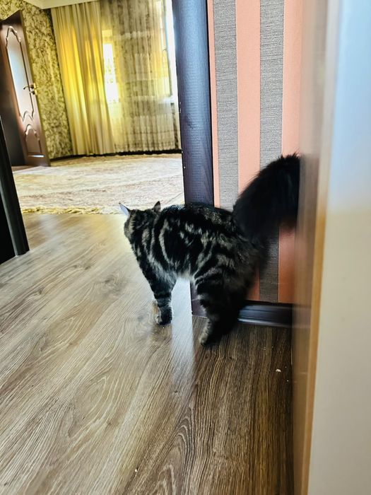 Продается кошка персидская+скотиш