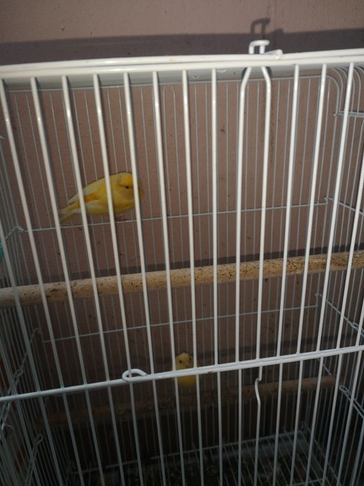 De vanzare canari tineri de 6 luni, 3 masculi de 6 luni si un pui