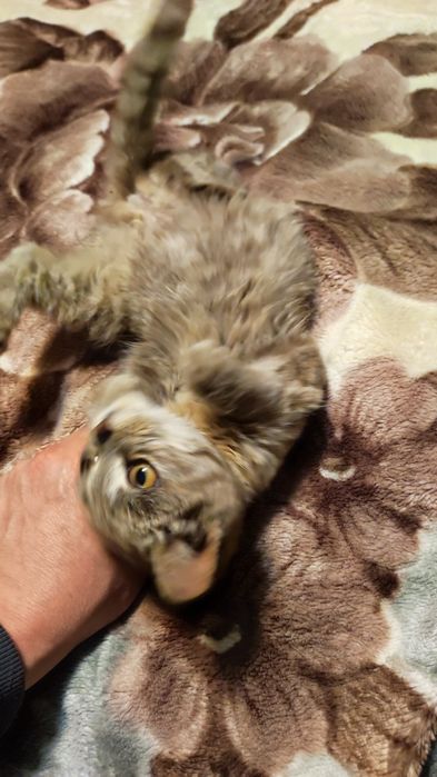 Отдам кошечку в хорошие руки