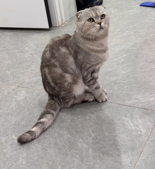 чистокровный вислоухий кот