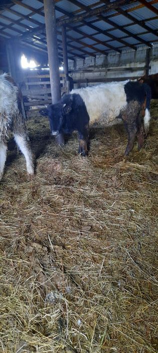 Продам телок. Село Кенжеколь