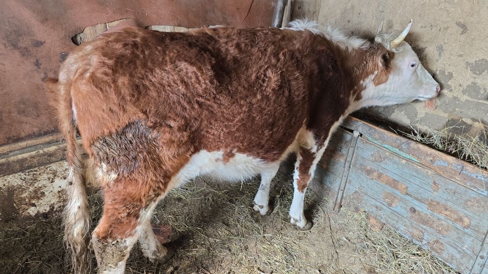 Упитанный телка кашар семиз кашар