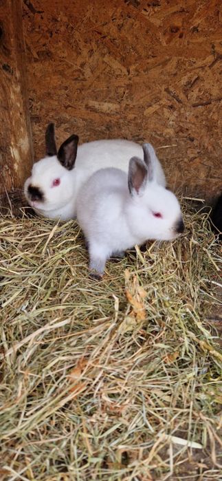 Vând iepuri REX PITICI