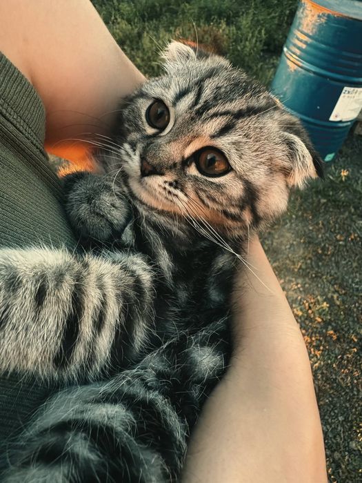 Котеноок Мальчик