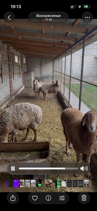 4 та зотлик совлук кой сотилади