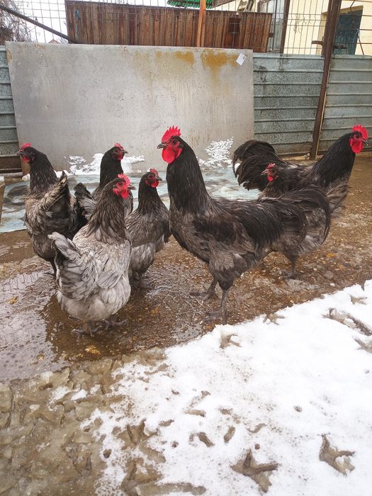 Australorp - Oua pentru incubat