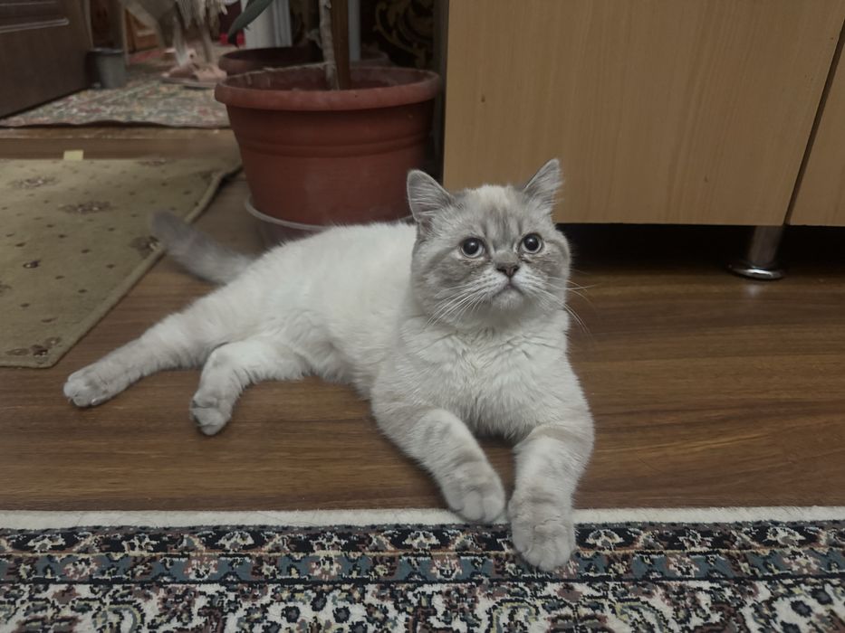 Котик. Британский скотиш страйт.