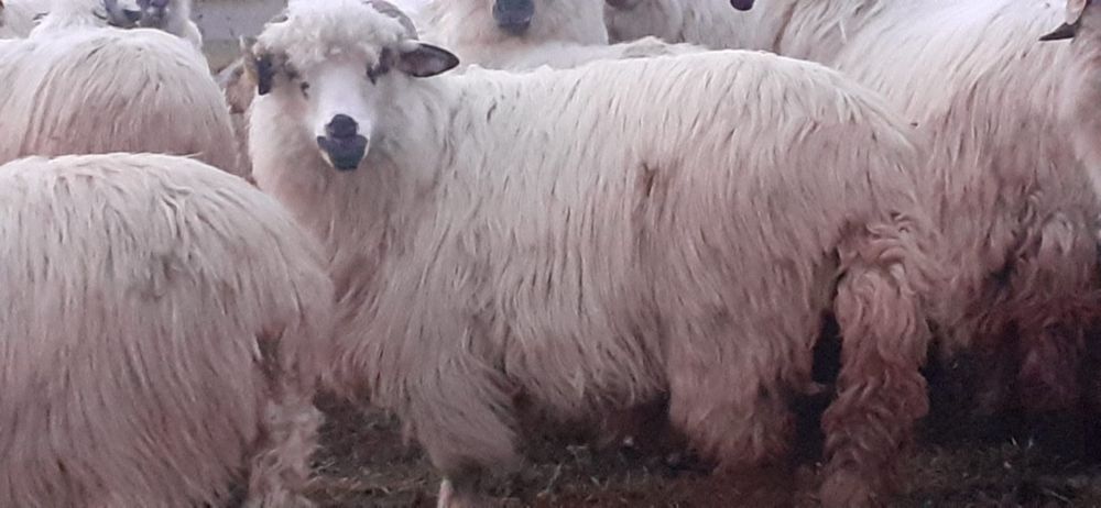 Vând oi țurcane cu origine, grase și bune de lapte