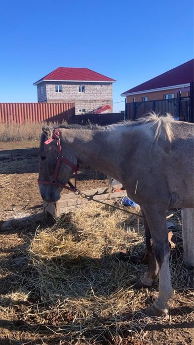 Прирученная лошадь