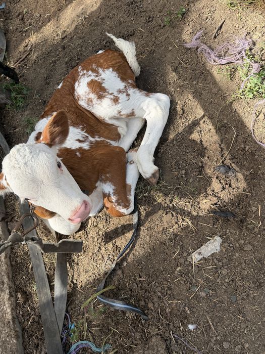 Vand vitei de carne pentru mai multe detali sunati