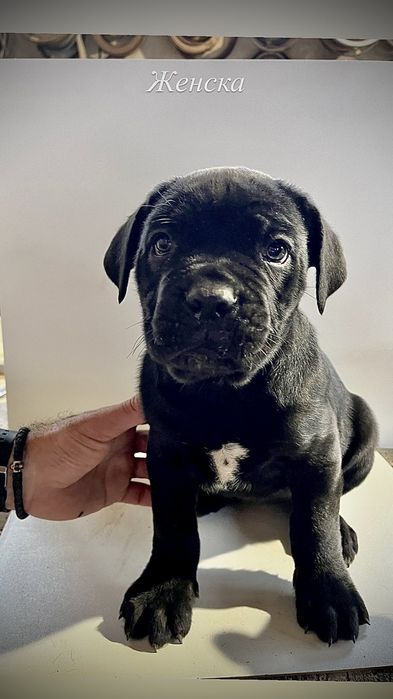 Продавам бебета Кане Корсо