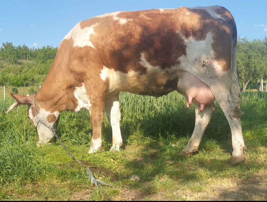 Vand vaca baltata de 5 ani