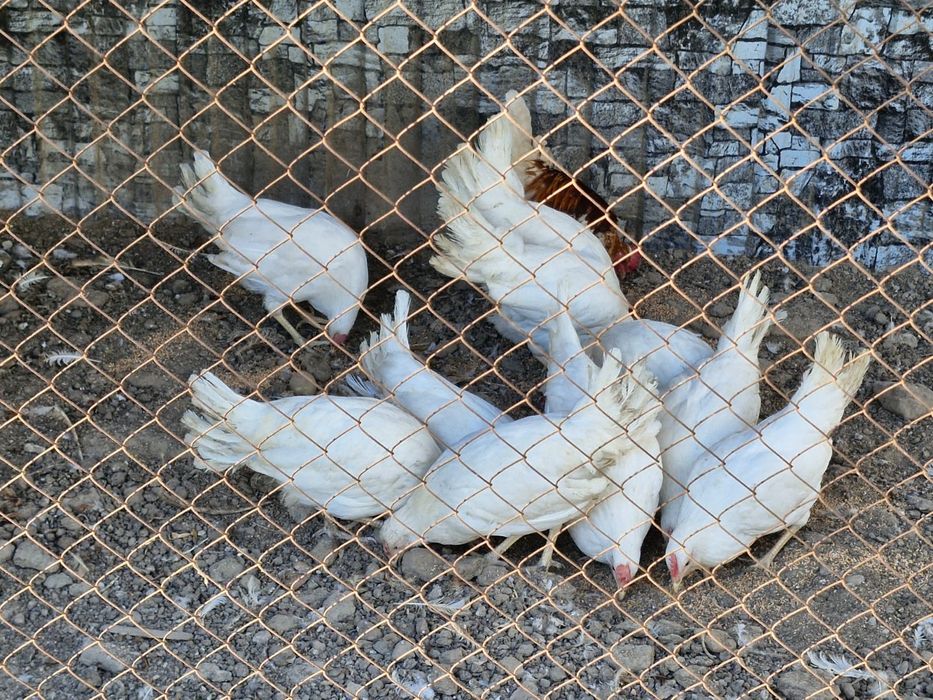 Продам куры Корал