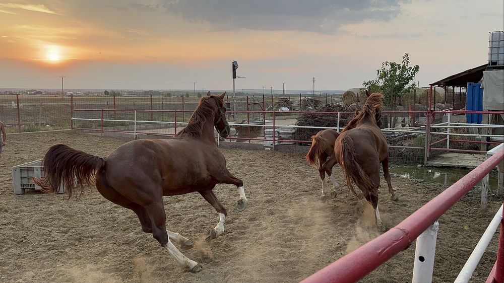 Vand pereche iepe KWPN