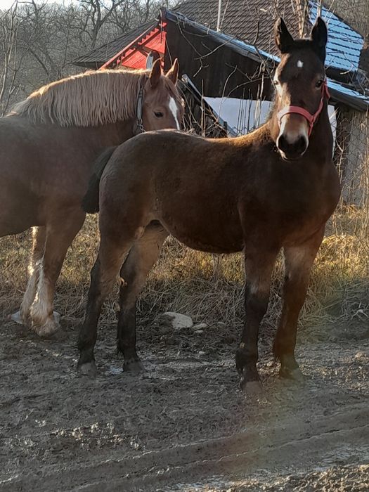 Vand manza de 6 luni