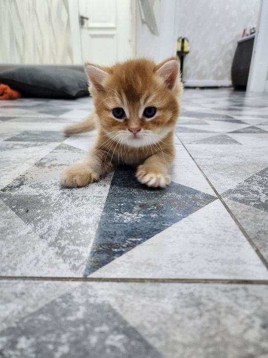 Продаются котятки