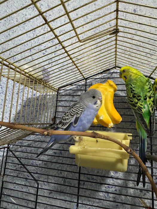 Попугай Волнистый Синий. Чех.