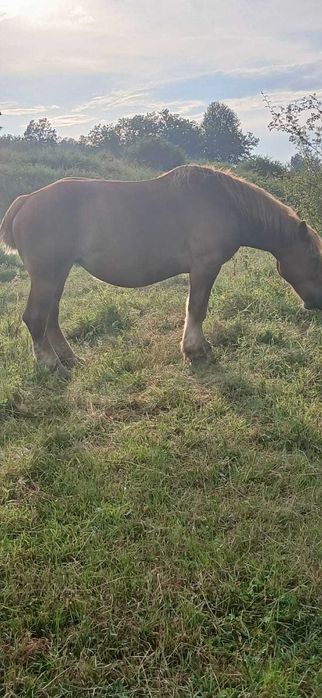 Animale si altele