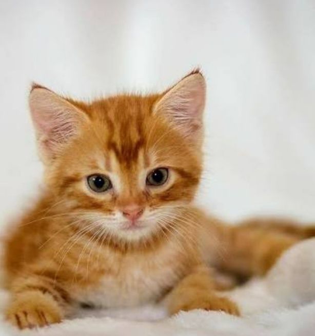 От золотой шиншиллы котята мальчик и девочка